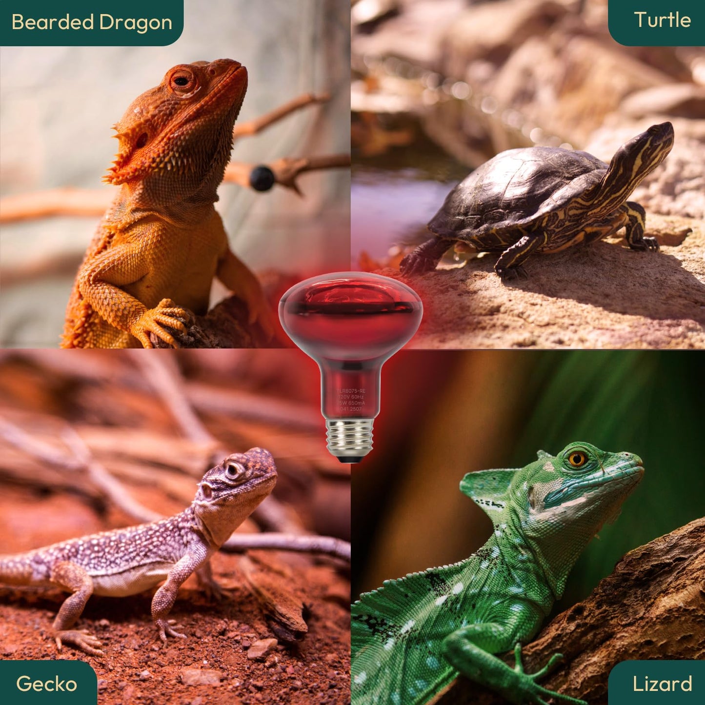 ALAMPEVER 2 Pack Red Heat Lamp Bulb, 75 Watt Infrared Light Bulb for Bearded Dragon, E26 Base, Durable Reptile Heat Bulb for Amphibian, Lizard, Tortoise, Gecko