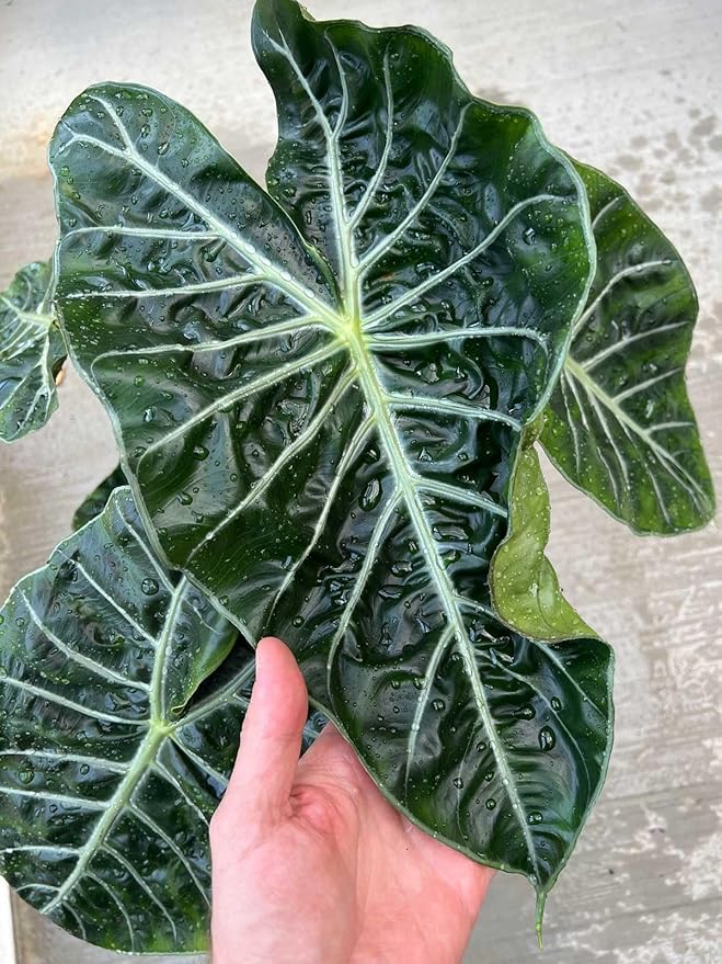 Gardenera Premium Alocasia Plant Potting Mix - Crafted for Thriving Growth and Striking Elegance - 1 Quart, MAIN-ALOCASIA-1QT