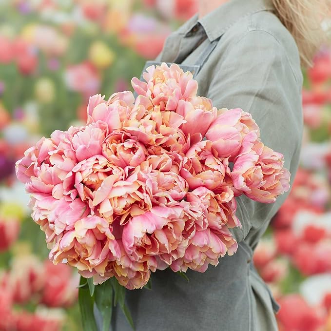 Eden Brothers Tulip Bulbs, Pink Star, 10 Bulbs | Perennial Flowers, Spring or Fall Planted, Full Sun, Indoor Forcing or Outdoor Planting, Easy-to-Grow | Zones 3, 4, 5, 6, 7, 8