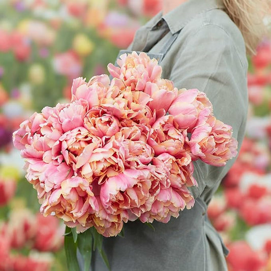 Eden Brothers Tulip Bulbs, Pink Star, 10 Bulbs | Perennial Flowers, Spring or Fall Planted, Full Sun, Indoor Forcing or Outdoor Planting, Easy-to-Grow | Zones 3, 4, 5, 6, 7, 8