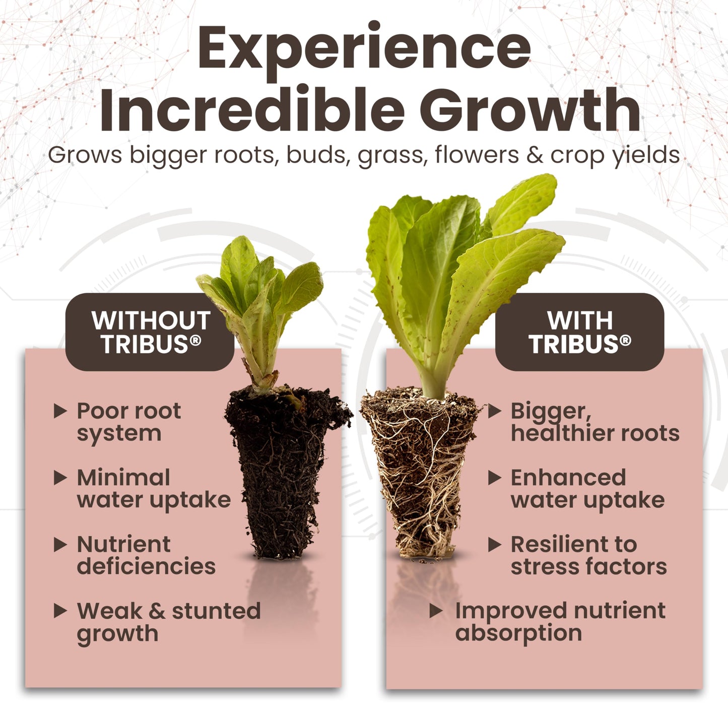 Tribus Organic Microbial Inoculant – Root Booster for Plants, Increases Plant Yield, Root Growth, Flower & Fruit Quality. Bloom Booster. Visible Root Growth in 24Hrs. Packaging May Vary. 33.8 oz