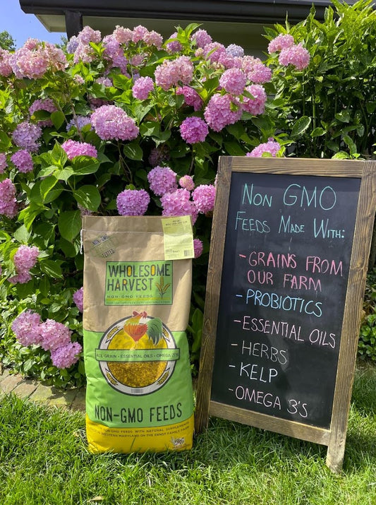 Wholesome Harvest Non-GMO Soy and Corn Free Whole Grain Layer Blend 16% - Chicken Feed for Laying Hens and Ducks - Includes Essential Oils, Herbs, Oyster Shells, Vital Minerals, and Omega 3, 10 lb
