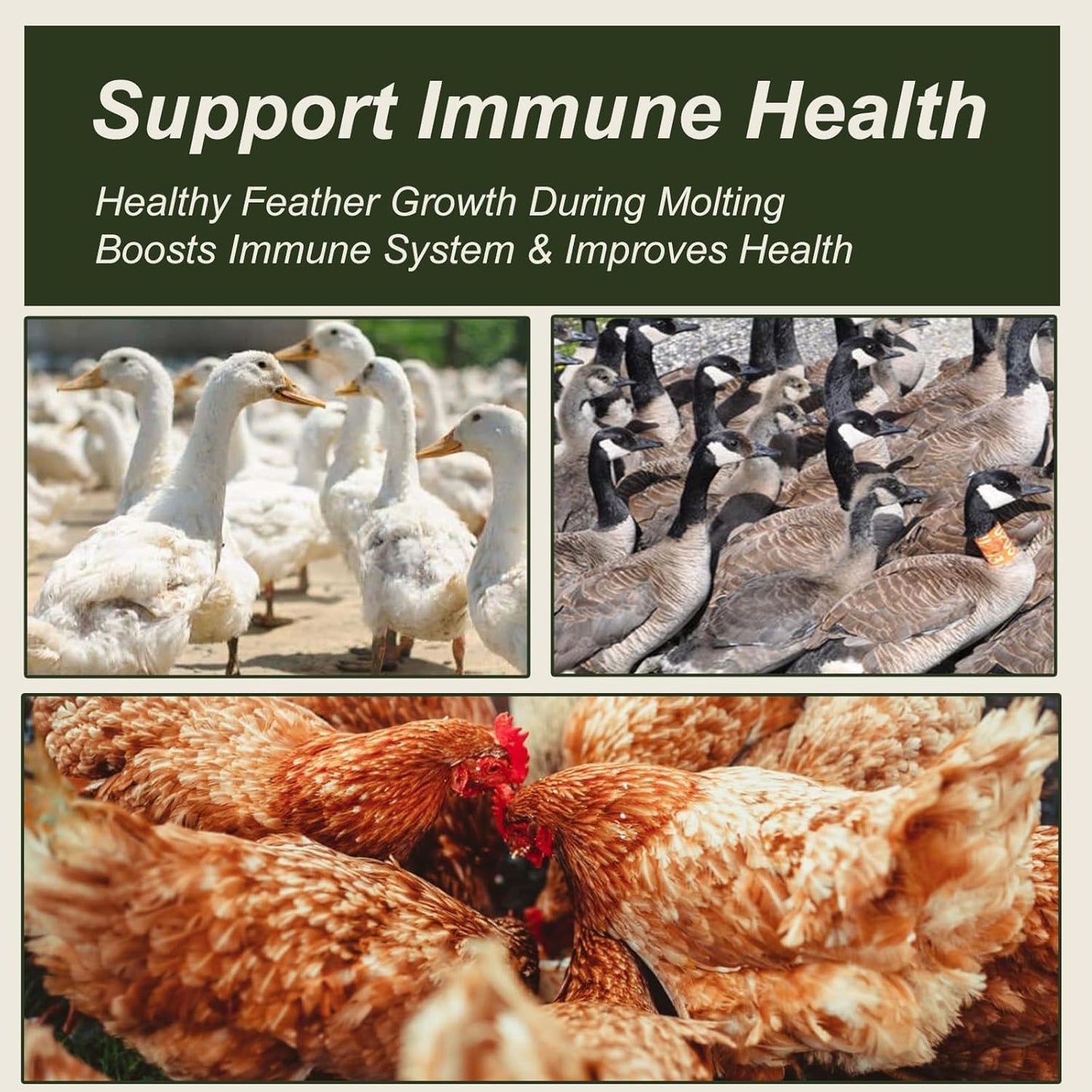 Adaman Dried Mealworms -10 LBS- 100% Natural Non GMO High Protein Mealworms - Bulk Meal Worms for Chickens & Birds, Ducks - Best Chicken Treats, Bird Food, Turtle Food