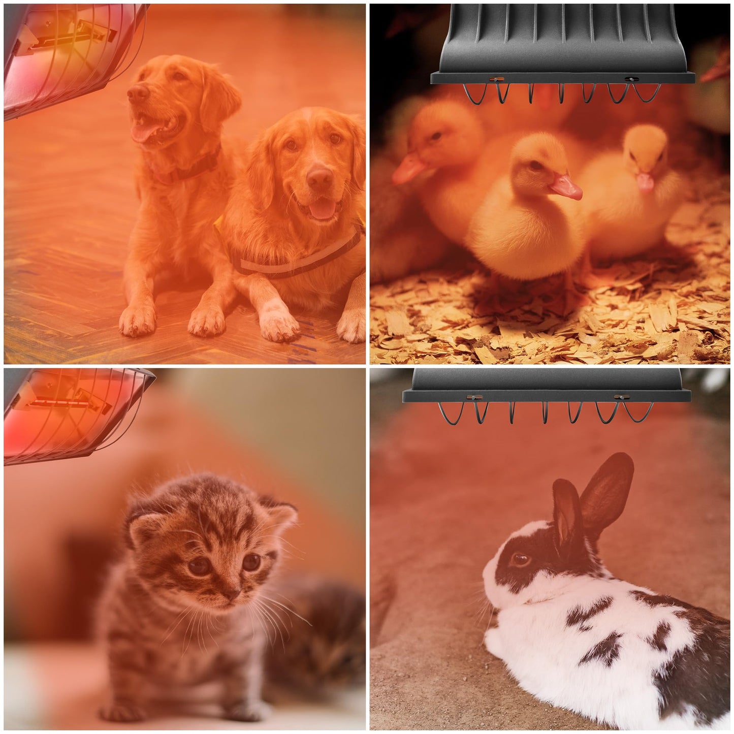 JUSONEY Chicken Coop Heater for Chicks,Brooder Heater with 2pcs Heat Lamp(250W and 175W),Adjustable Temp & Height Chicken Brooder Box Supplies for Chicken Livestock Dogs Sheep Pets