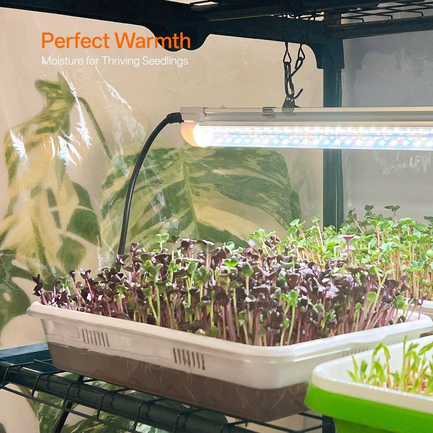 Bstrip Indoor Greenhouse with Grow Light, 4-Tier Mini Green House, 4Pcs Grow Lights for Indoor Plants with Timer, Zippered PVC Grow Tent with Airflow Windows, Indoor Greenhouse Cabinet 35x19.3x63in