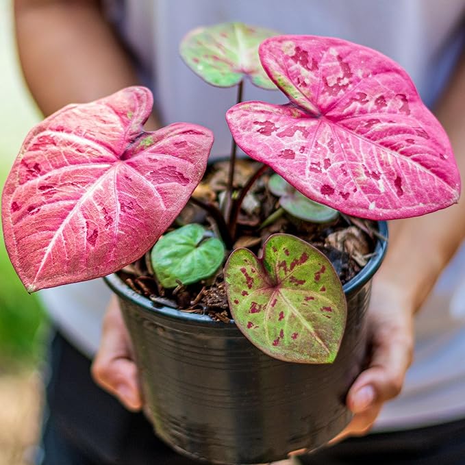 Gardenera Premium Caladium Plant Potting Mix - Crafted for Vibrant Growth and Striking Color - 1 Quart