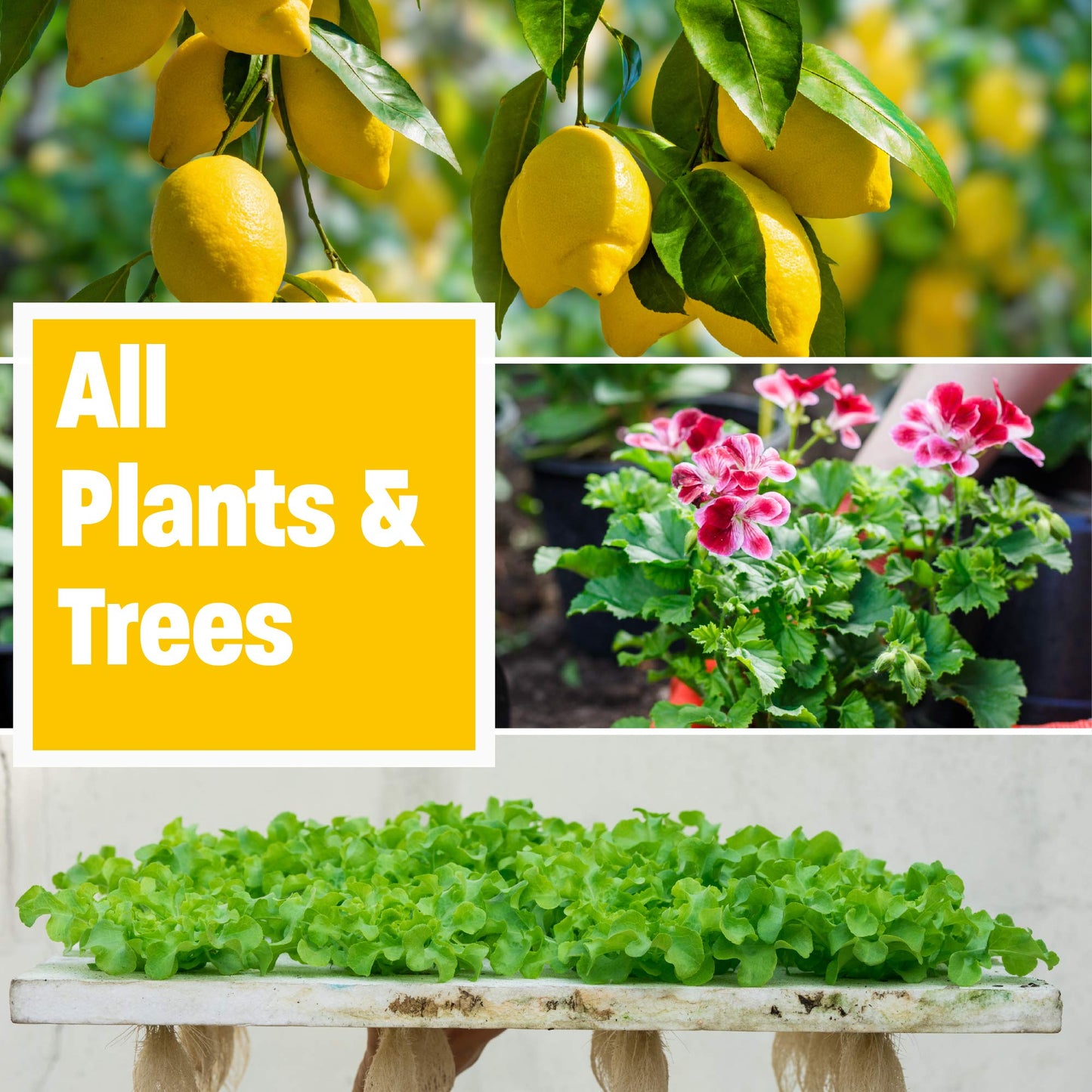 Humboldts Secret Golden Tree - All-in-One Concentrated Additive - Vegetables, Flowers, Fruits, & More (32 oz) w/A&B Liquid Hydroponics Fertilizer - Nutrients for Outdoor, Indoor Plants (1 Gallon Set)