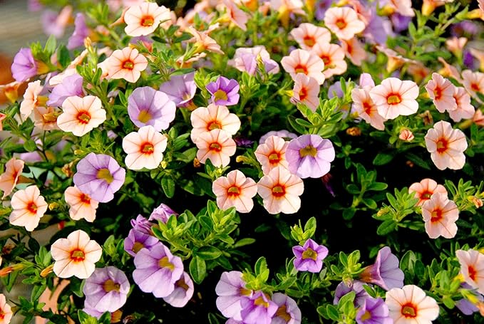 6000+ Petunia Seeds for Planting – Mix Color Annual Flower Seeds for Outdoor Garden, Hanging Baskets, and Indoor Pots – Easy to Grow, Non-GMO, Heirloom-Quality