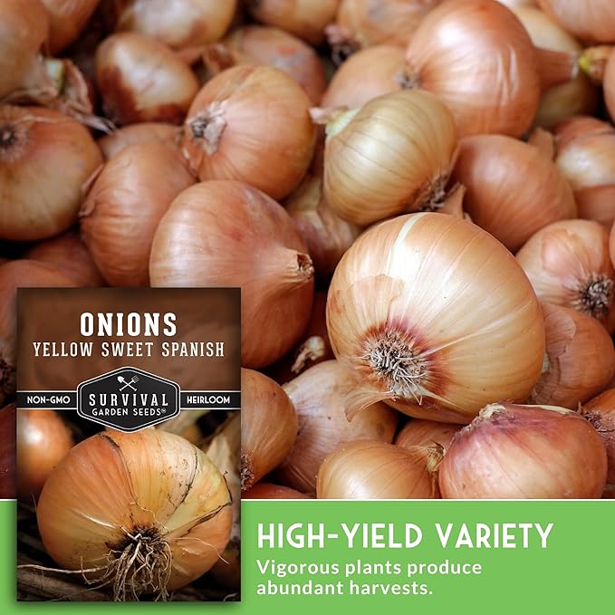 Yellow Sweet Spanish Onion Seed for Planting - 3 Packets with Instructions to Plant and Grow Long Day Onions in Your Home Vegetable Garden - Non-GMO Heirloom Variety - Survival Garden Seeds