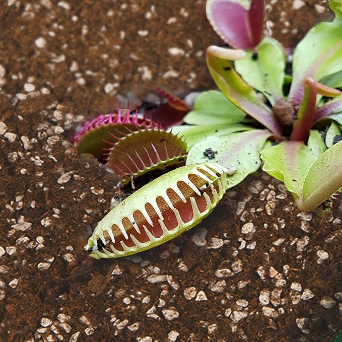 Carnivorous Plant Soil Mix 10qt, Pure Peat Moss and Perlite Mixture for Venus, Pitcher, Butterwort, Nepenthes, Sundew