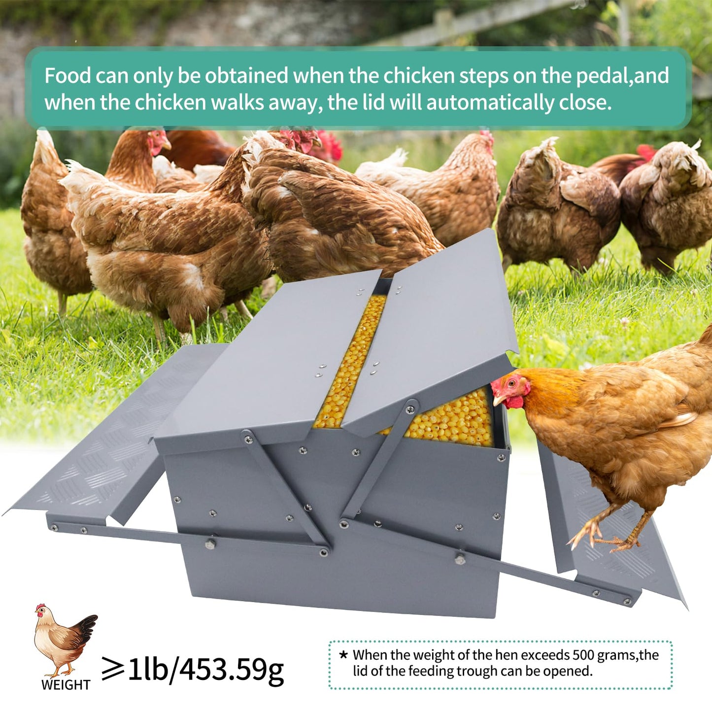 Lucky Farm Automatic Chicken Feeder Treadle Poultry Feeding Trough Plastic Spraying Steel 25lb No Spill for Roosters Duck Goose and Turkey