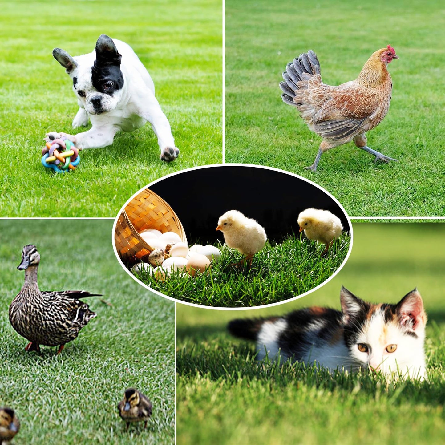 VERAMI Chicken Nesting Box Pads,12"x12" Washable Artificial Grass Rug Carpet Fake Grass Synthetic Turf Mat for Chicken Coop Pet Garden Lawn Indoor Outdoor (Green-6 pcs)