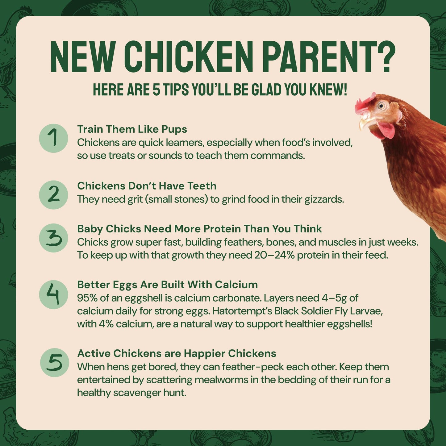 Hatortempt Chicken Feed Dried Mealworms - 5 Lb, Non-GMO & Organic - High-Protein Mealworms for Wild Birds & Ducks, Chicken Treats & Bird Food