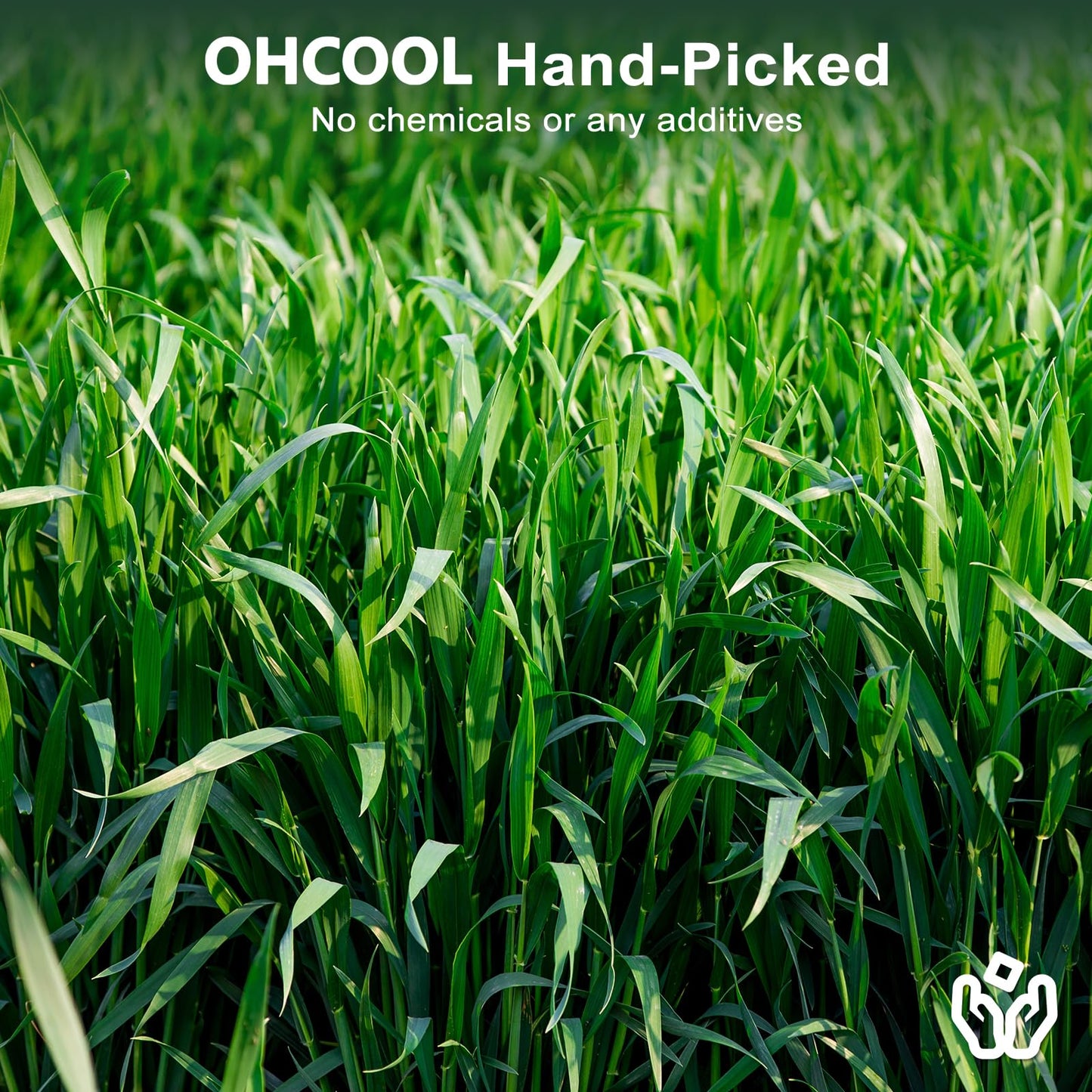 Ohcool Premium Oat Hay for Pets - Dust Free Natural Green Fresh Pet Food Hay for Rabbits, Guinea Pigs, Chinchillas, Hamsters & Gerbils - 1.1lbs