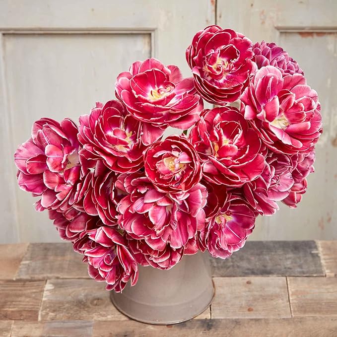 Eden Brothers Tulip Bulbs, Dream Touch, 10 Bulbs | Perennial Flowers, Spring or Fall Planted, Full Sun, Indoor Forcing or Outdoor Planting, Easy-to-Grow | Zones 3, 4, 5, 6, 7, 8