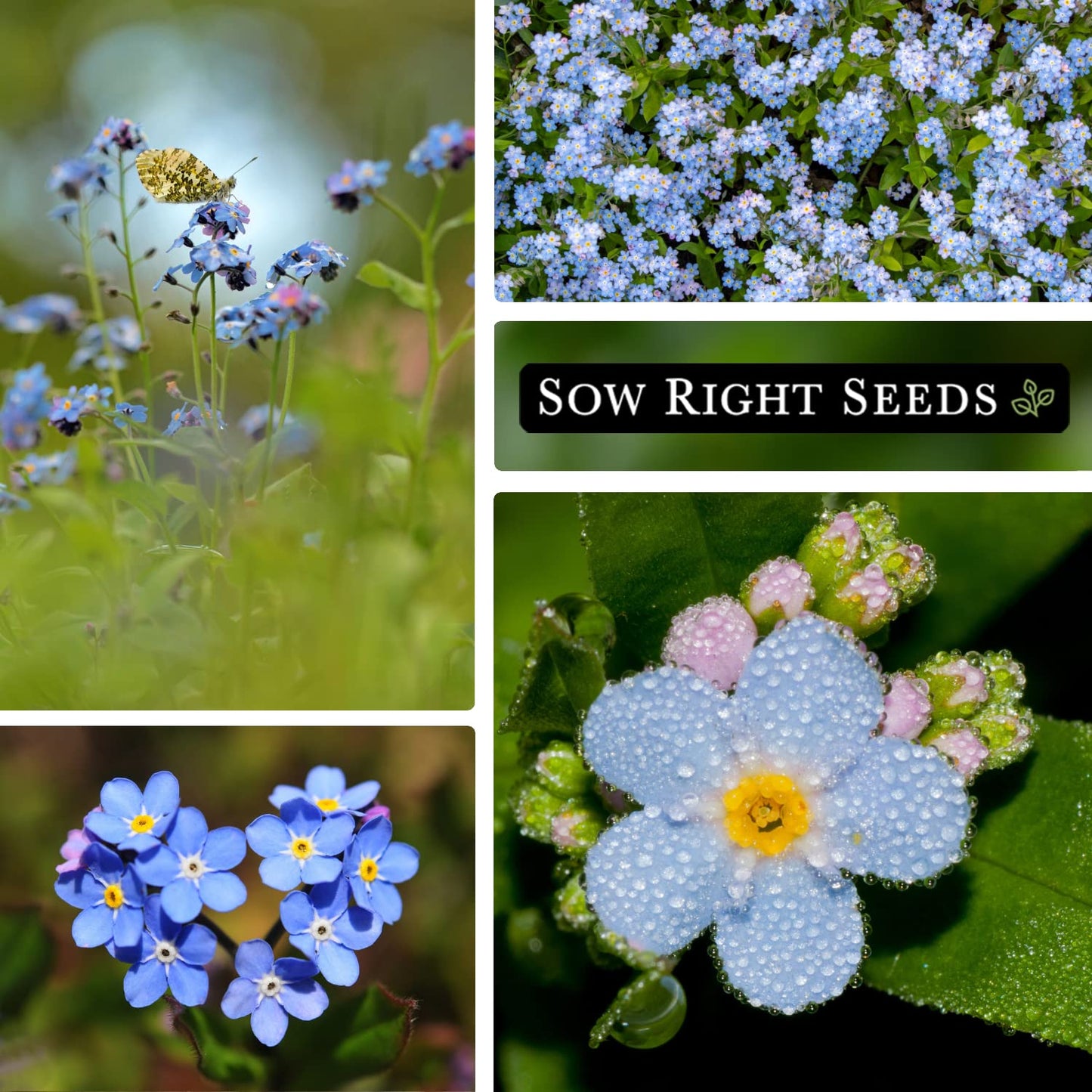 Sow Right Seeds - Forget-Me-Not Flower Seeds for Planting (Cynoglossum amabile) - Non-GMO Heirloom Packet with Instructions - Great to Pair with Cards of Remembrance - Small Blue Memory Blooms (100)