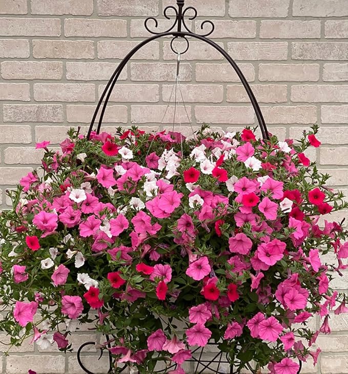 6000+ Petunia Seeds for Planting – Mix Color Annual Flower Seeds for Outdoor Garden, Hanging Baskets, and Indoor Pots – Easy to Grow, Non-GMO, Heirloom-Quality
