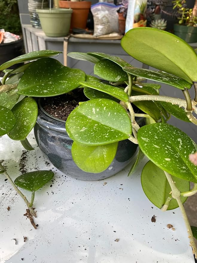 Gardenera Hoya Plant Premium Potting Mix - 3 Quart - Optimal Balance for Thriving Hoyas: Air, Moisture, and Nutrient Retention