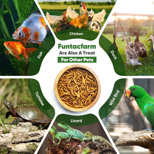 Funtacfarm Dried Worms Black Solider Fly Larvae 5LB, Superior to Mealworms Chicken Treat, 86x Calcium Than Meal Worms, 100% Non-GMO Organic Chicken Feed