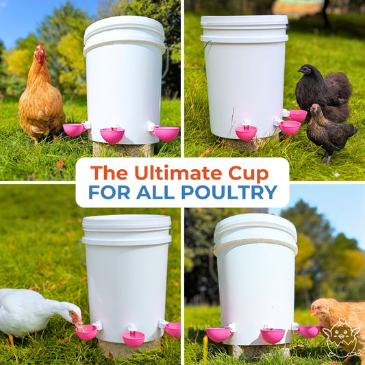 Lil'Clucker - Large Automatic Chicken Waterer Cups Suitable for Ducks, Geese, Turkeys, and Bunny Rabbit - Water Feeder Kit - Poultry Waterer (Pink, 5 Pack)