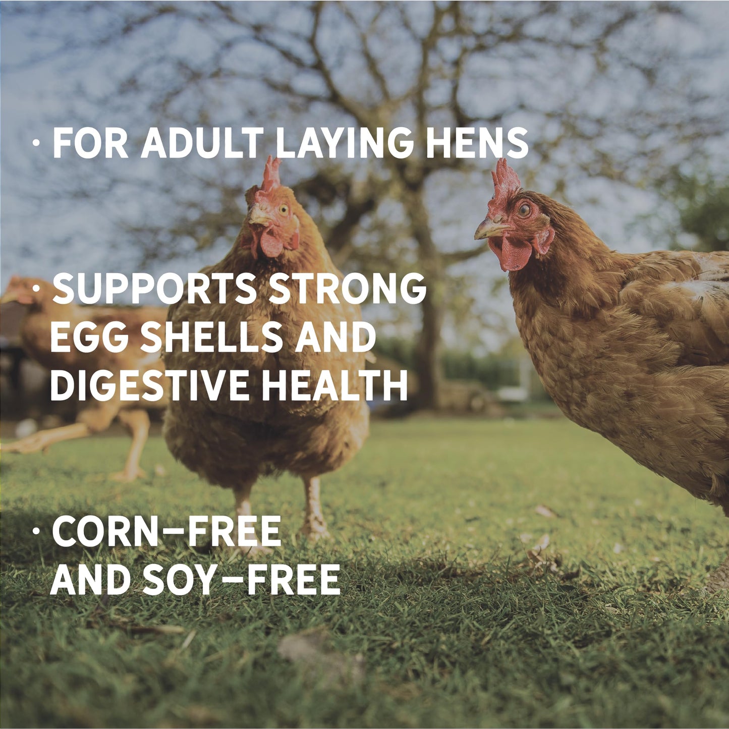 New Country Organics | Corn-Free Classic Layer Chicken Feed for Laying Hens | Corn-Free and Soy-Free | 17% Protein | Certified Organic and Non-GMO Chicken Food | 25lbs Bag