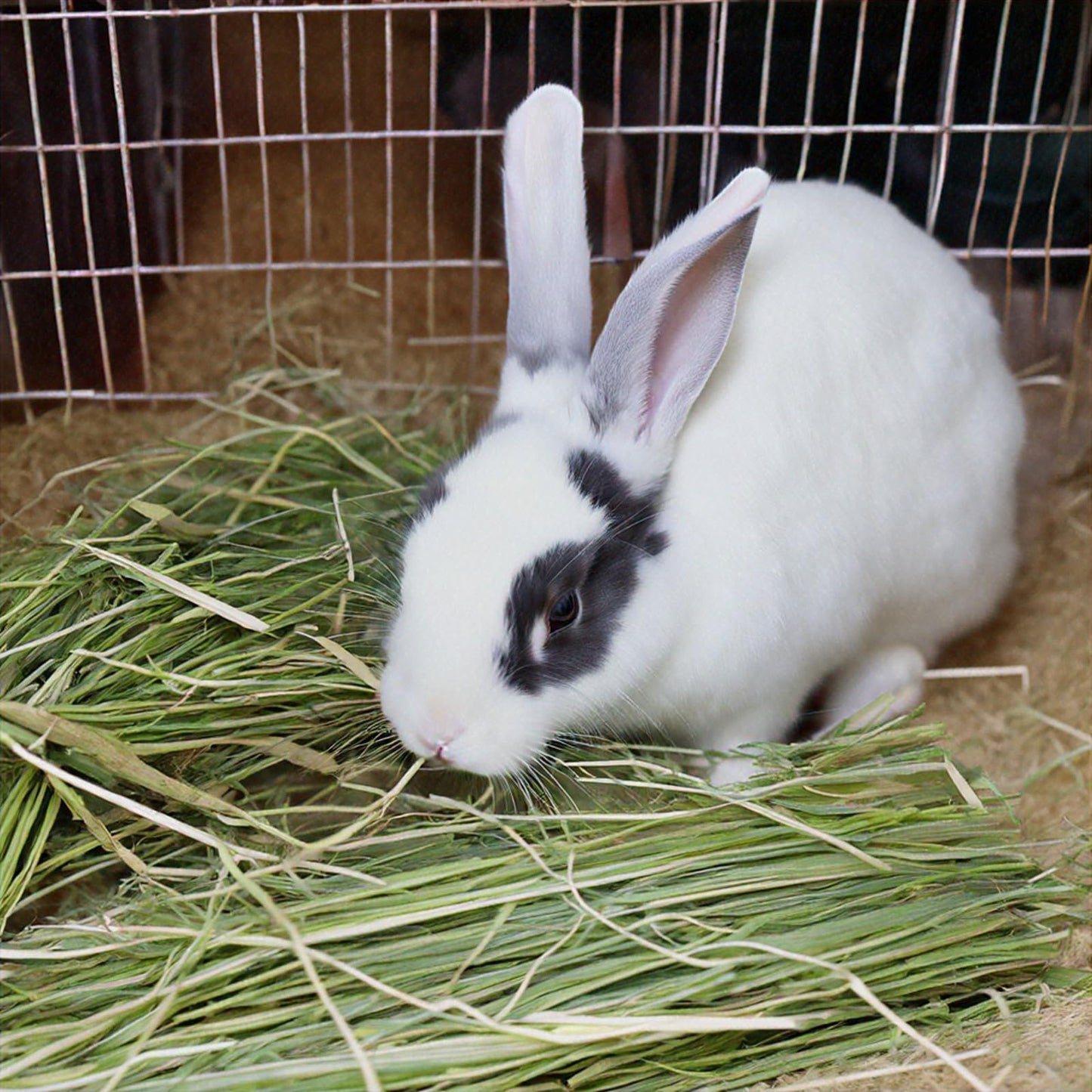 Lixit Cage Hay Rack for Rabbits and Other Small Animals (Purple)
