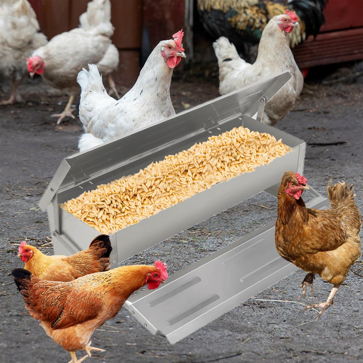 kathson Automatic Treadle Chicken Feeder,11lbs Pedal Chicken Feeder Rat Proof Poultry Feeder with Rainproof Lid Stainless Steel Treadle Feeder for Chickens Pheasants Ducks