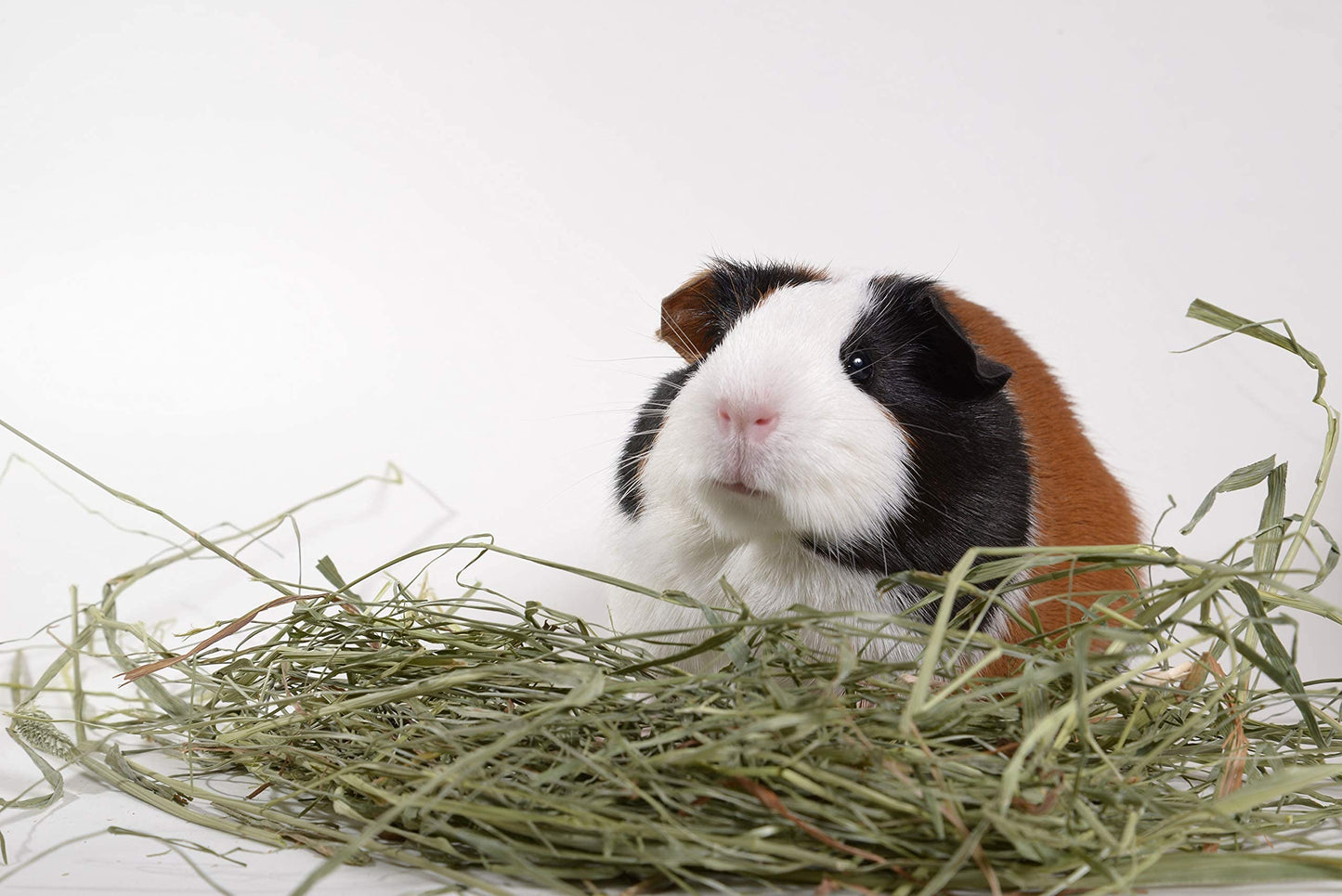 High Desert 2nd Cutting Timothy Grass Hay for Rabbits, Guinea Pigs, Chinchillas & Small Pets – Premium Hand-Packed Natural Hay, High-Fiber, Additive-Free, Grown in USA – 14 Oz Box