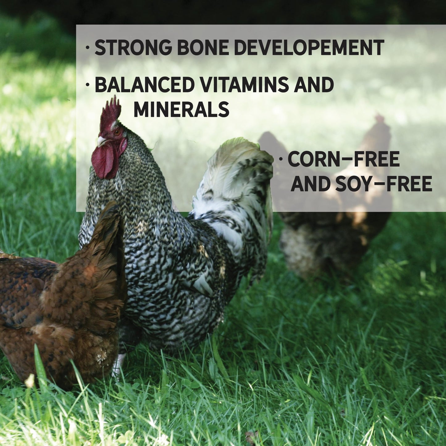 New Country Organics | Pastured Perfect Grower/Broiler Feed for Growing Chickens | Corn-Free and Soy-Free | 19% Protein | Certified Organic and Non-GMO | 40 lbs