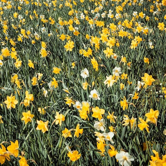 100-Pack Mixed Daffodil Bulbs – Bulk Pack of Spring-Blooming Narcissus – Deer Resistant & Cold Hardy – Easy Fall Planting - Plant in Gardens, Borders & Flowerbeds - Willard & May