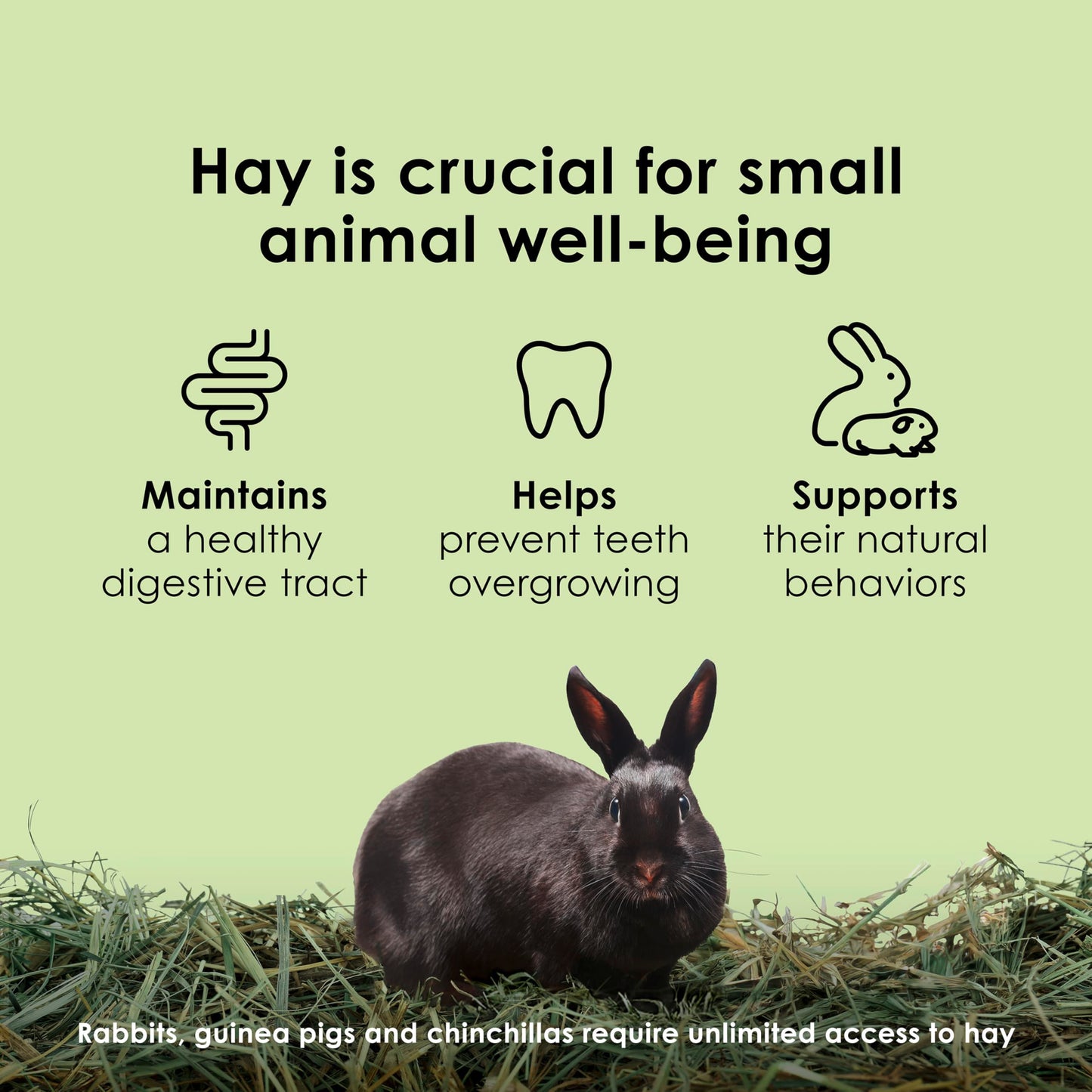 Kaytee Timothy Hay, High Fiber, Grown Specifically for Small Animals, Rabbits, Guinea Pigs, Chinchillas, 2 Pounds