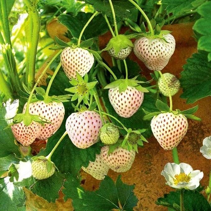 200pcs Rare Milk Strawberry Seeds - Non-GMO, Perennial Herb, Ideal for Cool to Warm Climates (White Strawberry)