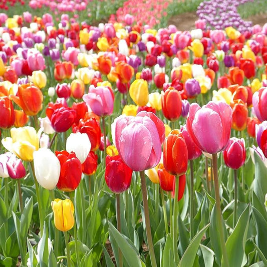 Eden Brothers Tulip Bulbs, Landscaper Mix, 10 Bulbs | Perennial Flowers, Spring or Fall Planted, Full Sun, Indoor Forcing or Outdoor Planting, Easy-to-Grow | Zones 3, 4, 5, 6, 7, 8