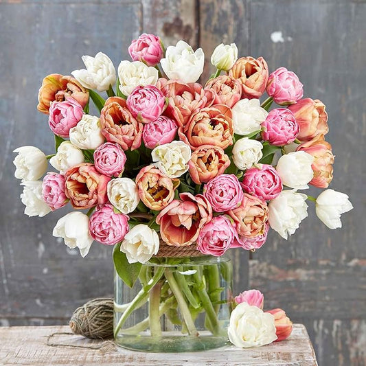 Eden Brothers Tulip Bulbs, La Belle Epoque Bright Mix, 10 Bulbs | Perennial Flowers, Spring or Fall Planted, Full Sun, Indoor Forcing or Outdoor Planting, Easy-to-Grow | Zones 3, 4, 5, 6, 7, 8