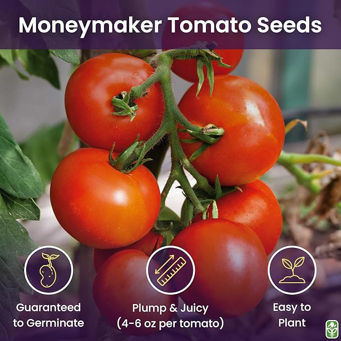 Moneymaker Tomato Seeds for Planting – Large & Juicy – One of The Most Delicious Tomatoes for Home Growing – Vegetable Seeds for Planting – Grown in The USA