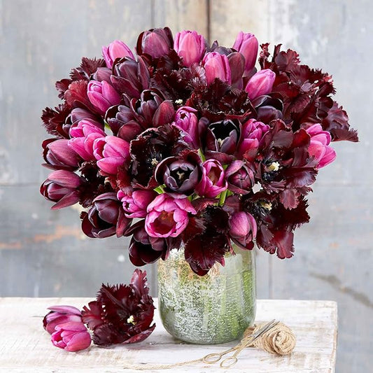 Eden Brothers Tulip Bulbs, Merlot Melody Mix, 10 Bulbs | Perennial Flowers, Spring or Fall Planted, Full Sun, Indoor Forcing or Outdoor Planting, Easy-to-Grow | Zones 3, 4, 5, 6, 7, 8
