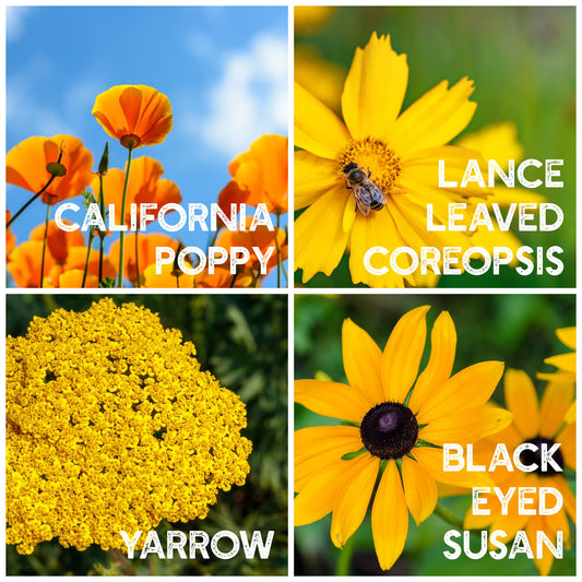 Wildflower Seeds Bulk - Meadow Wildflower Seed Mix, 5 Lbs Bulk, Annual & Perennial Wildflowers Seeds for Planting, Wild Flower & Grass Garden Mixture, Mountain Valley Seed Company