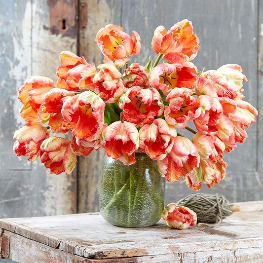 Eden Brothers Tulip Bulbs, Apricot Parrot, 10 Bulbs | Perennial Flowers, Spring or Fall Planted, Full Sun, Indoor Forcing or Outdoor Planting, Easy-to-Grow | Zones 3, 4, 5, 6, 7, 8