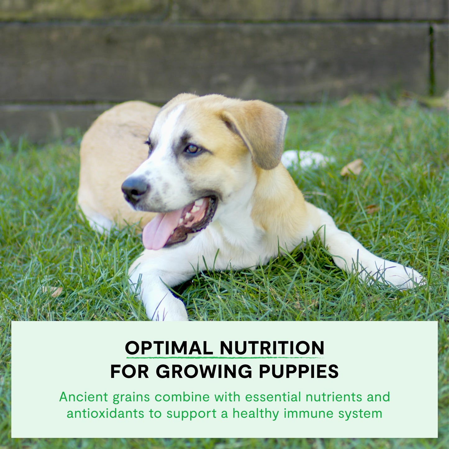 Open Farm, Ancient Grains Dry Dog Food for Puppies, Protein-Rich & Nutrient Dense, 90% Animal Protein Mixed with Non-GMO Fruits, Veggies and Superfoods, Chicken & Salmon Recipe for Puppy, 22lb Bag