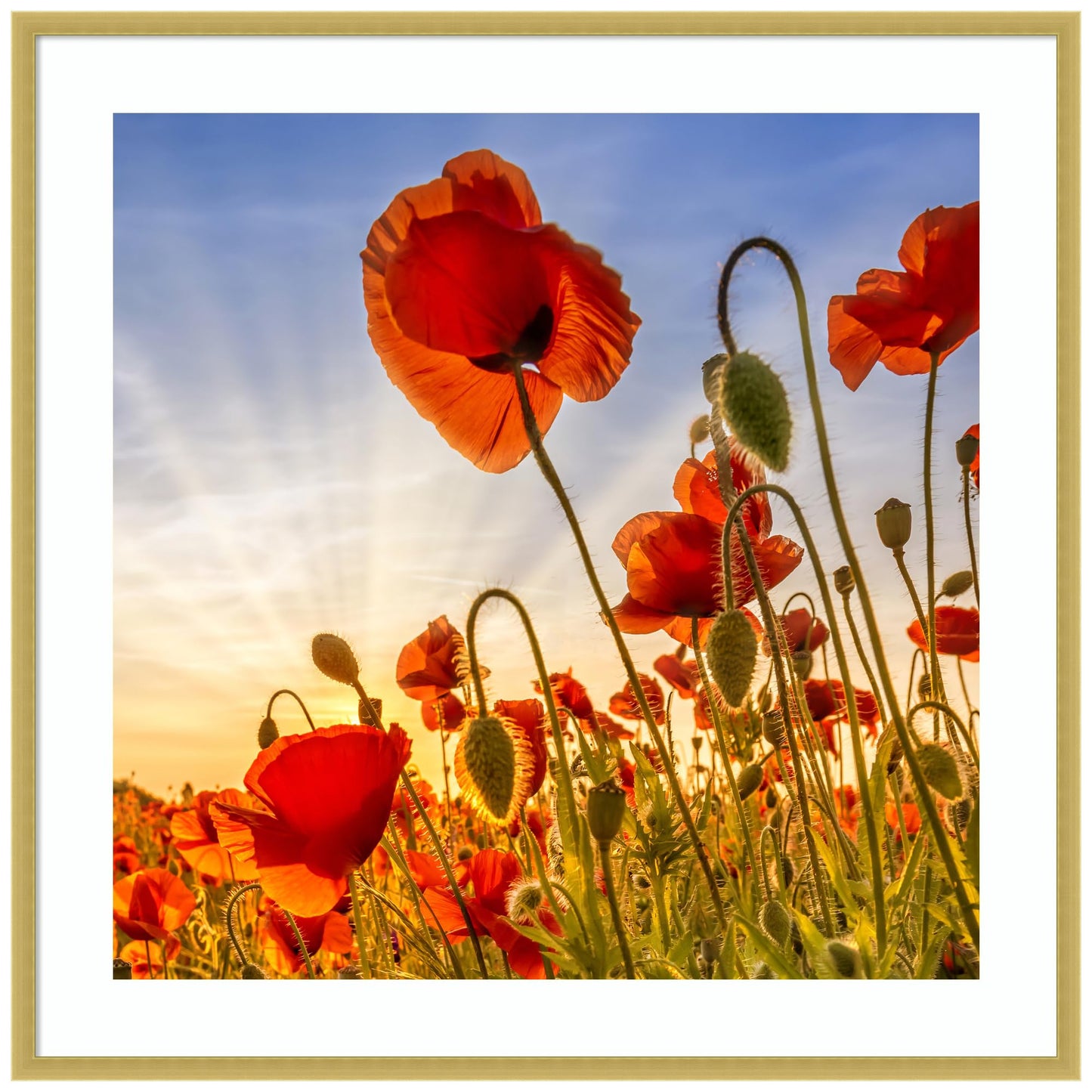 Amanti Art Framed Wall Art Print 33x33 Fascinating Poppies by Melanie Viola, Flowers Wall Art, Rustic Farmhouse Decor, Large Poster Painting Artwork for Living Room, Bedroom, Bathroom, Kitchen, Office