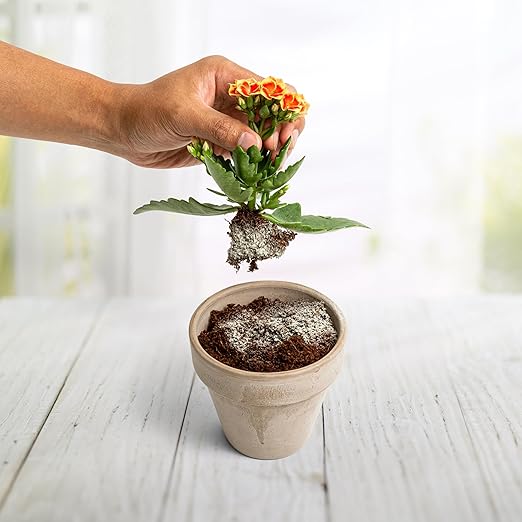 Myco Bliss Powder (200 g) - Mycorrhizal Fungi for Plants - 5 Strain Mycorrhizal Inoculant with 1000 Propagules Per Gram - Highly Concentrated Mycorrhizae for Plants, Gardening, & Potting Soil