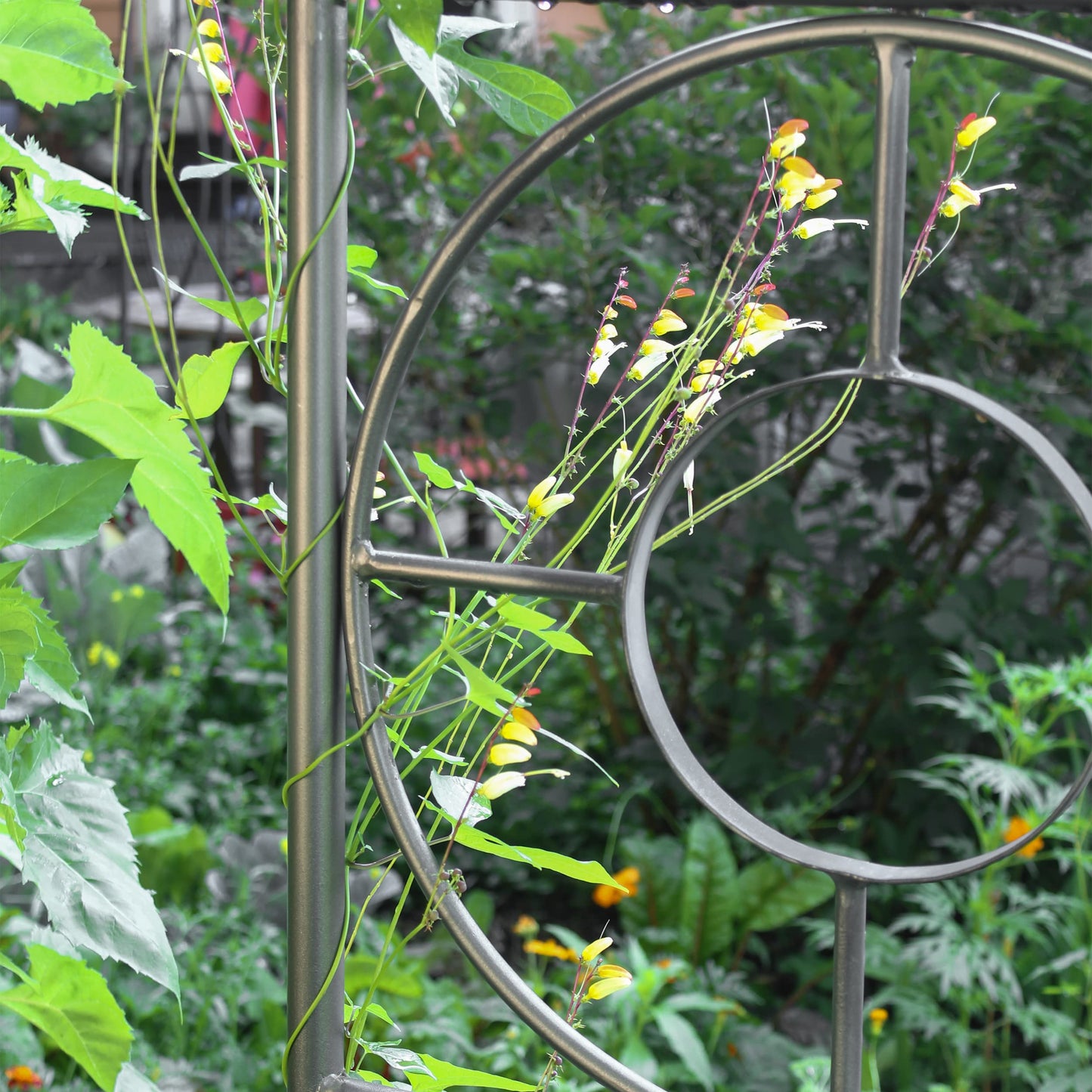 Achla Designs Tuscany Arbor Wrought Iron Garden Arch