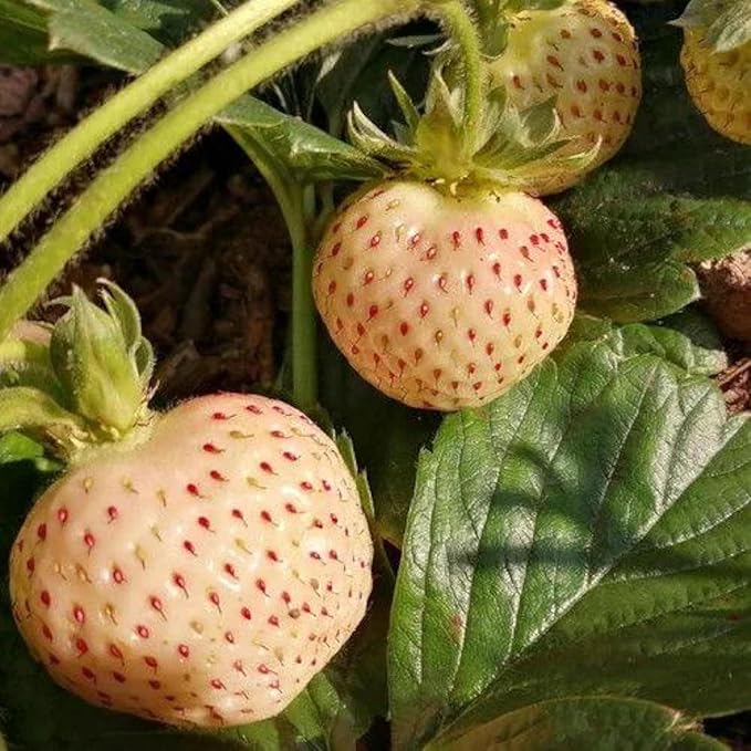 200pcs Rare Milk Strawberry Seeds - Non-GMO, Perennial Herb, Ideal for Cool to Warm Climates (White Strawberry)