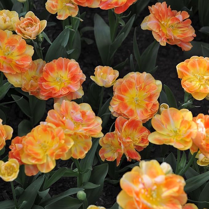 Eden Brothers Tulip Bulbs, Charming Beauty, 10 Bulbs | Perennial Flowers, Spring or Fall Planted, Full Sun, Indoor Forcing or Outdoor Planting, Easy-to-Grow | Zones 3, 4, 5, 6, 7, 8