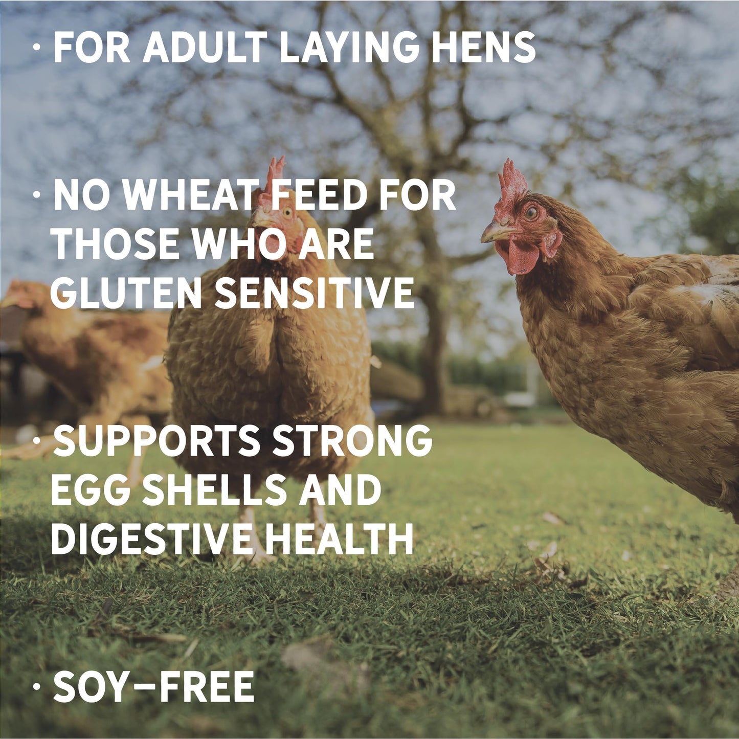 New Country Organics | Wheat-Free Chicken Feed 40lbs | Layer Feed for Laying Hens | Gluten-Free and Soy-Free | 17% Protein | Certified Organic and Non-GMO Chicken Food | 40 lbs