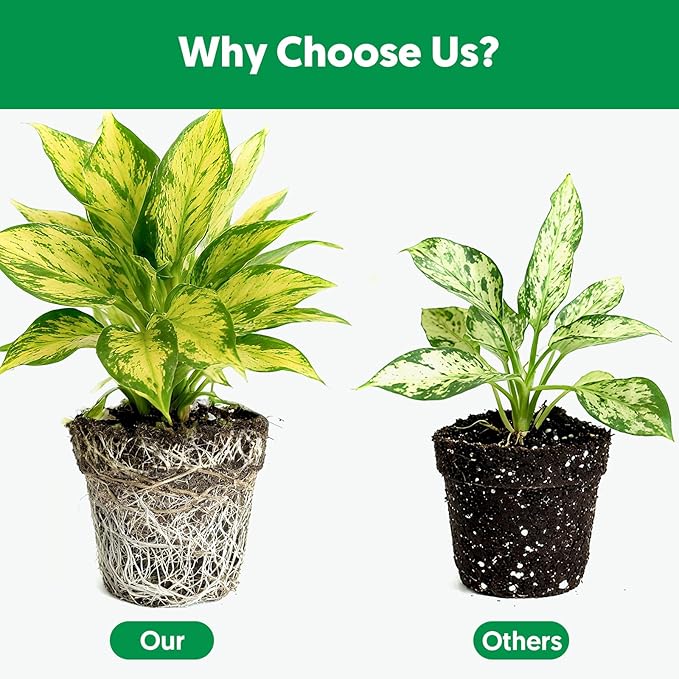 Indoor Potting Soil for Houseplants (4 qt), Well Aeration and Drainage, Lightweight Potting Mix for Indoor Outdoor Plants, Professional Garden Soil for Snake Plant, Monstera, Fiddle Leaf Fig