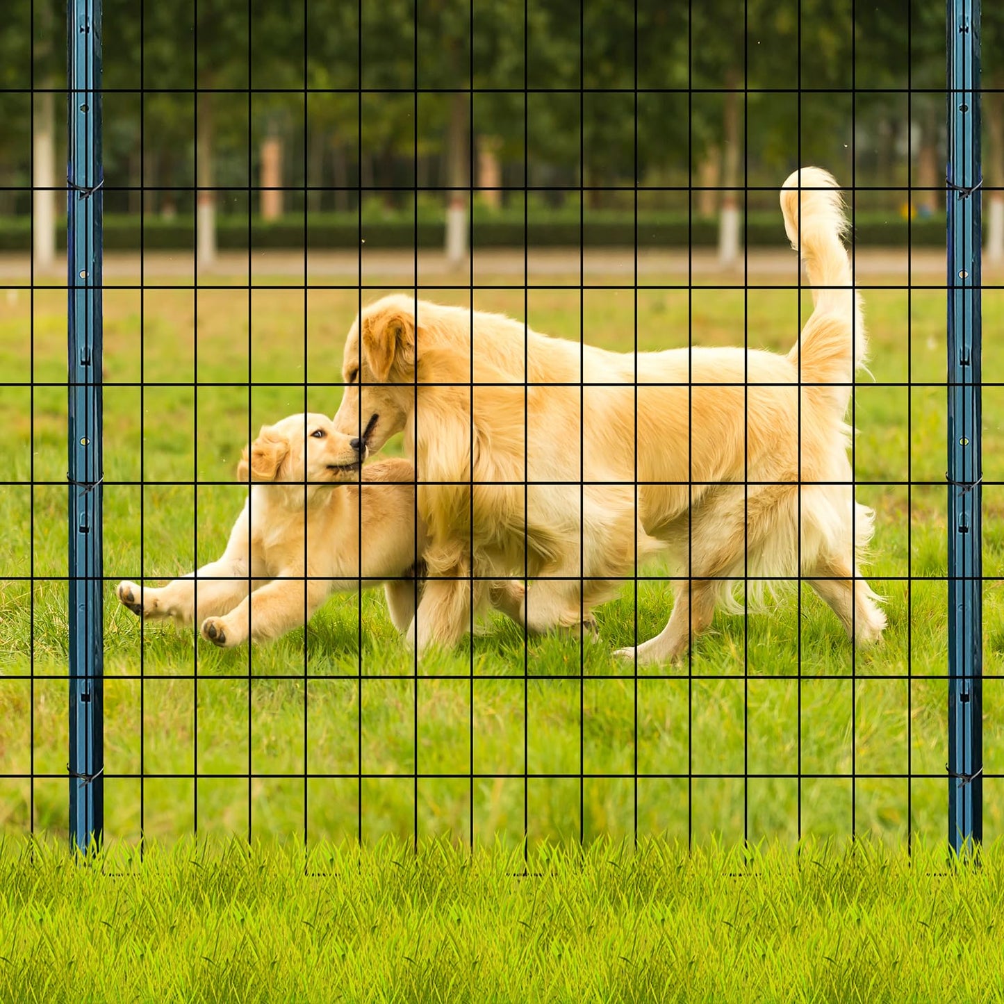 Thealyn Welded Wire Fence 3ft x 50ft Mesh Size 2x3 Inch Wire Mesh Roll Chicken Wire Poultry Netting for Garden Fencing, Animal Barrier, Border Fencing (USE 4 FT Post)