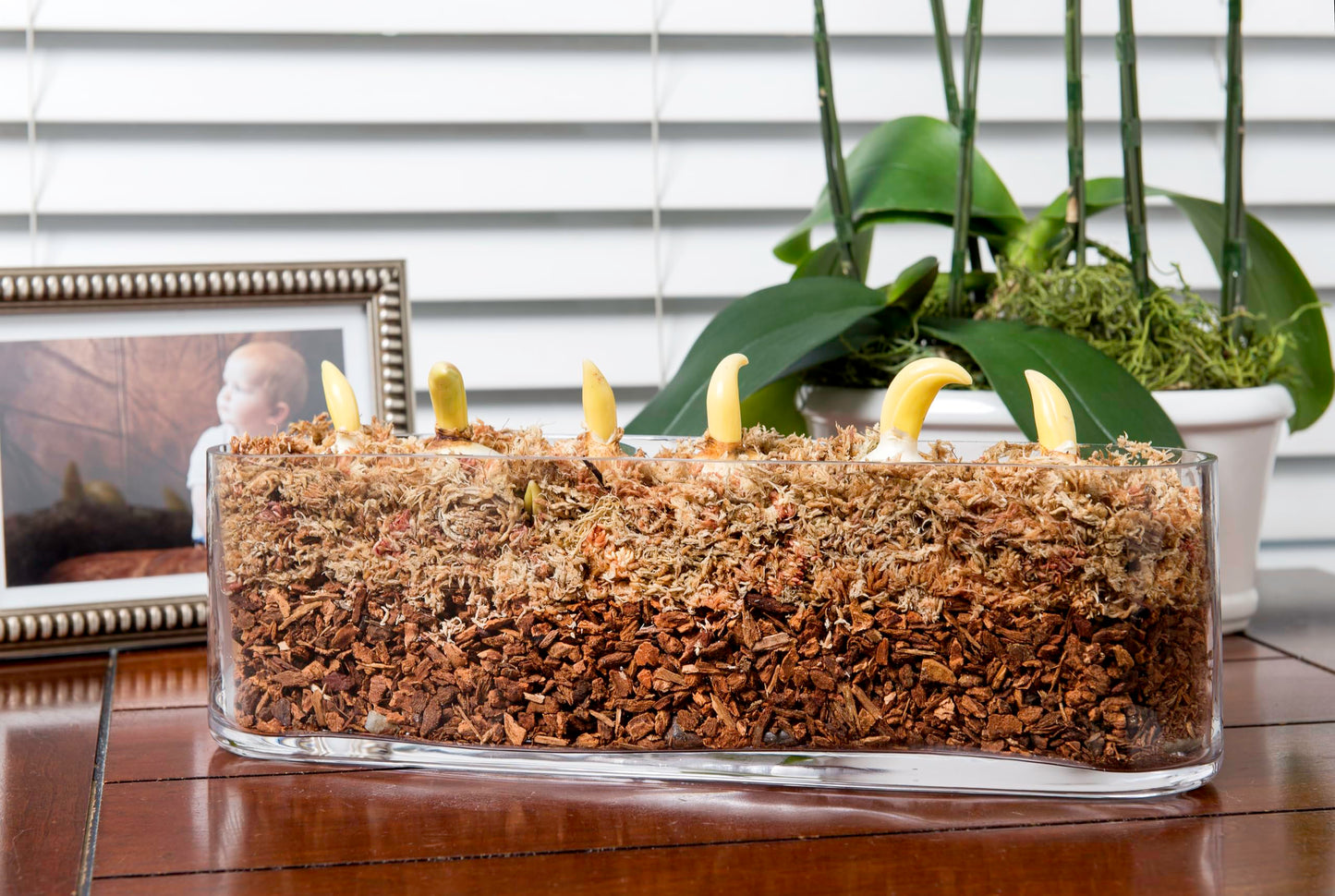SuperMoss (23112) Orchid Potting Bark, 100% Natural Douglas Fir Bark, 3/4", 2 Cu. Ft.