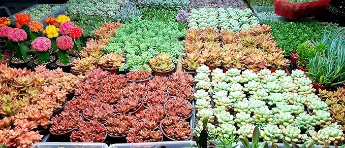 Fat Plants San Diego Premium Cacti and Succulent Potting Mix Soil - for Cactus Palm Tree Citrus Plant Grown in Gardening Containers - Indoors & Outdoors Use - with Natural Food/Fertilizer