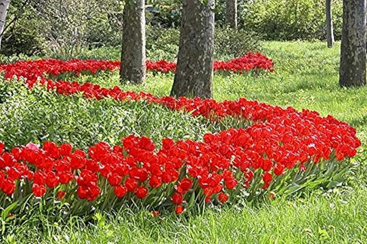 100 Parade Tulip Bulbs - Tulipa Darwin Hybrid- Landscapers Bargain Bag!! Great for Fall Planting!